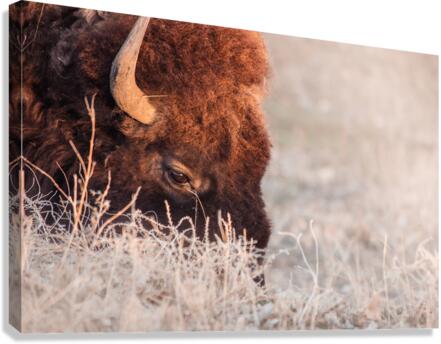Bison on a grazing binder  Canvas Print