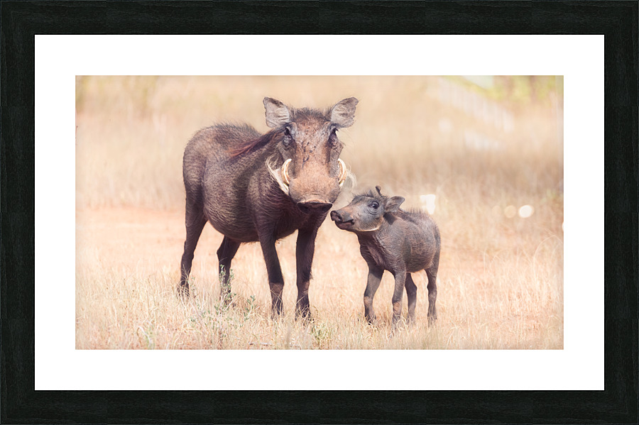 Warthog and her baby  Framed Print Print