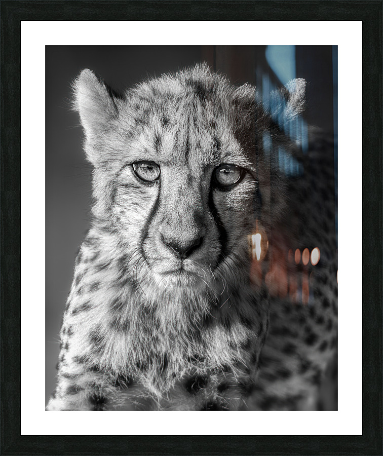 Cheetah going out for the acting gig  Framed Print Print