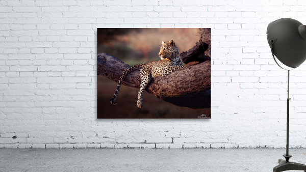 Honey the Leopard chillin at sunset by Dayton O Donnell
