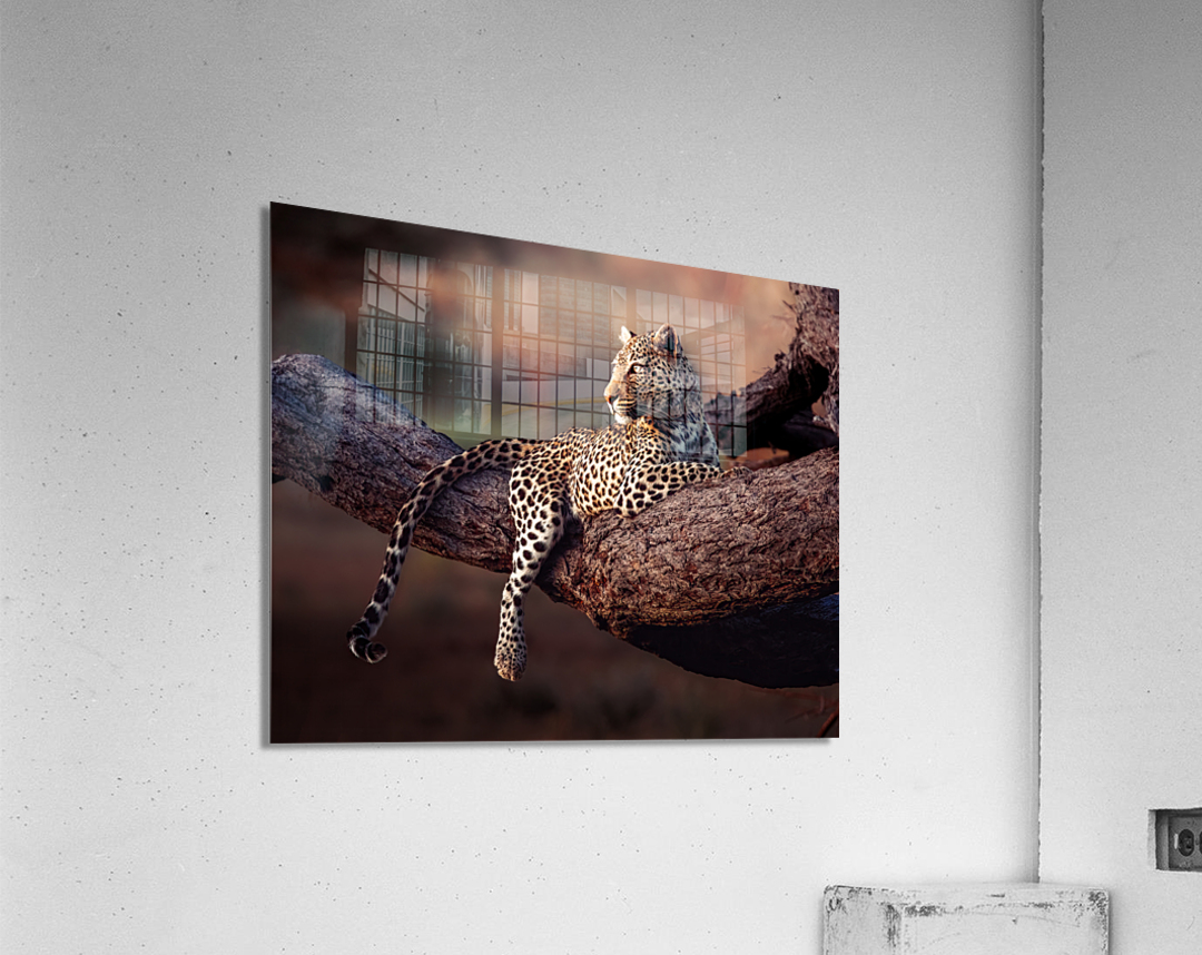 Honey the Leopard chillin at sunset  Acrylic Print 