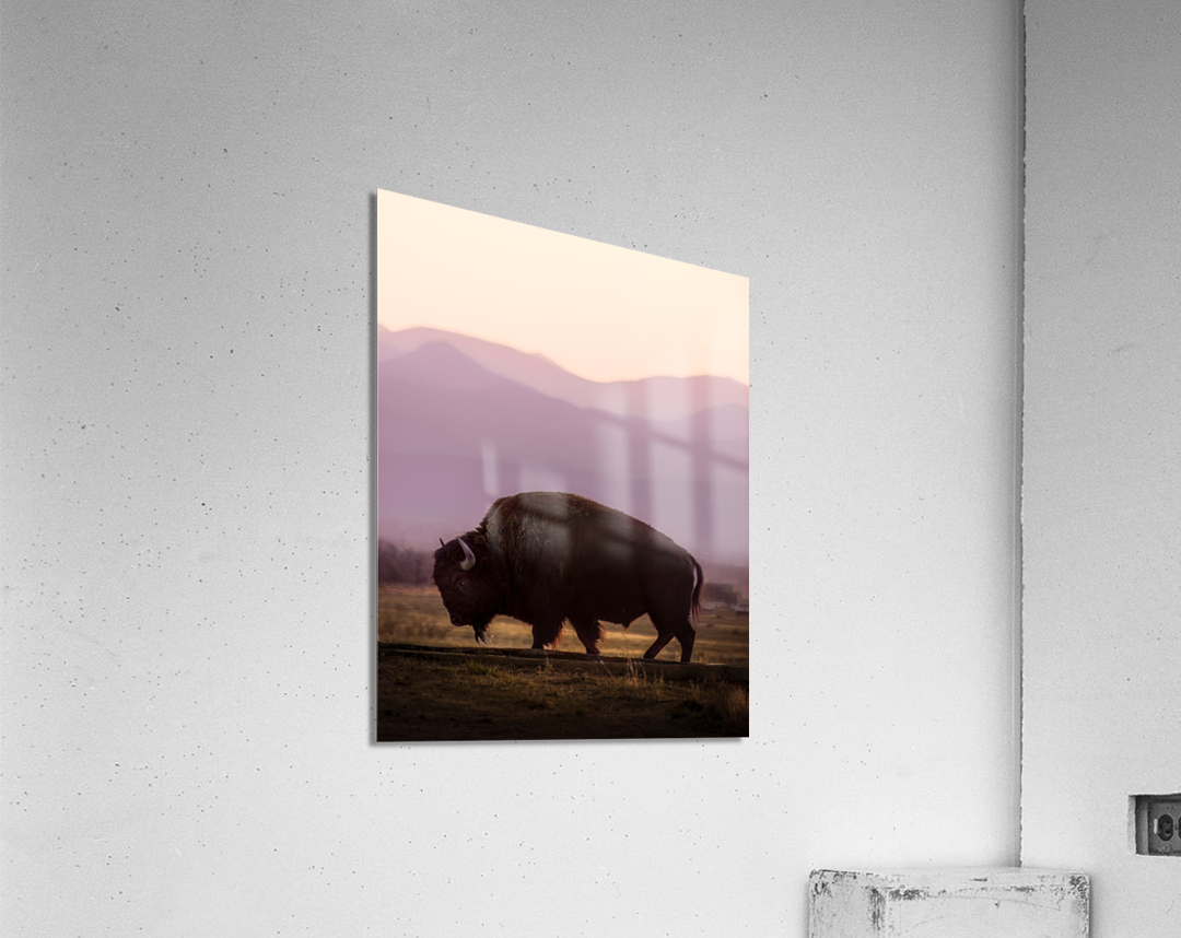 Bison enjoying a sunset  Acrylic Print 