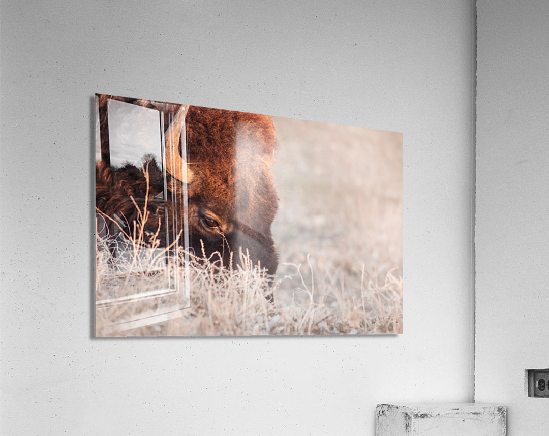 Bison on a grazing binder  Acrylic Print 