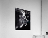 Black and white lion profile  Acrylic Print