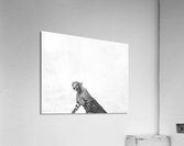 Minimalist cheetah standing up  Acrylic Print