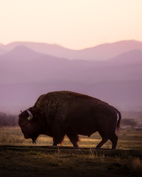 Bison enjoying a sunset by Dayton O Donnell