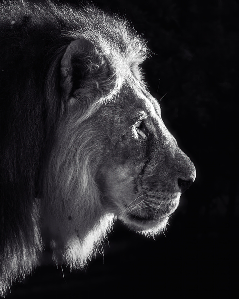 Black and white lion profile by Dayton O Donnell