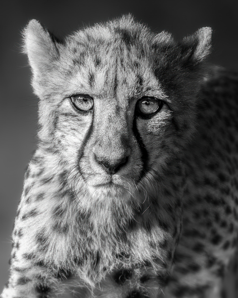 Cheetah going out for the acting gig by Dayton O Donnell