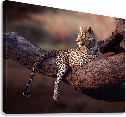 Honey the Leopard chillin at sunset  Canvas Print
