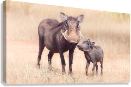 Warthog and her baby Canvas print