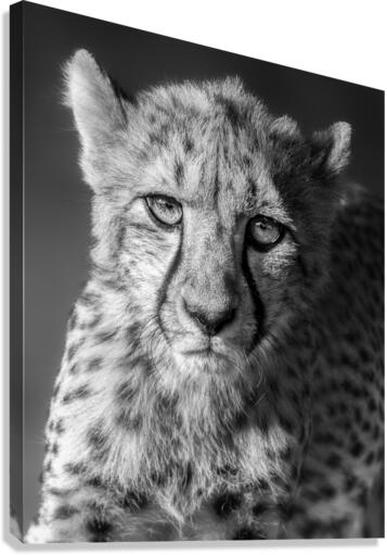 Cheetah going out for the acting gig  Canvas Print