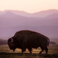 Bison enjoying a sunset