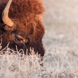 Bison on a grazing binder