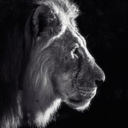 Black and white lion profile