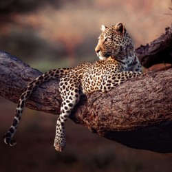 Honey the Leopard chillin at sunset