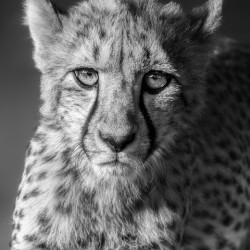 Cheetah going out for the acting gig