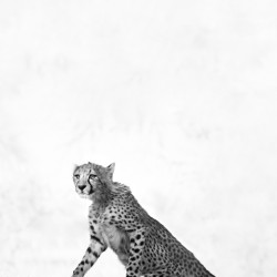 Minimalist cheetah standing up