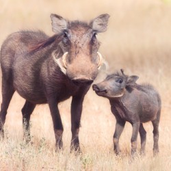 Warthog and her baby