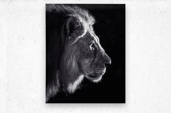 Black and white lion profile  Metal print