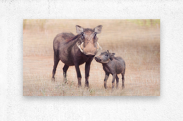 Warthog and her baby  Metal print