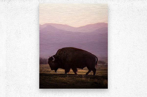 Bison enjoying a sunset  Metal print