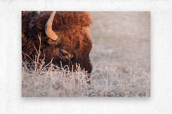 Bison on a grazing binder  Metal print