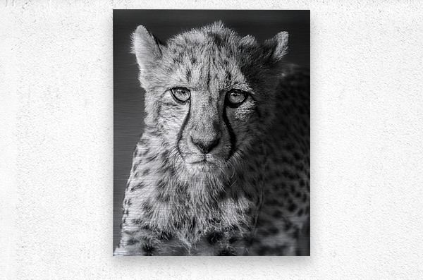 Cheetah going out for the acting gig  Metal print
