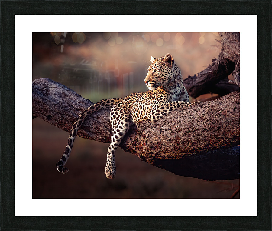 Honey the Leopard chillin at sunset Picture Frame print