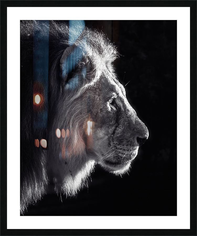 Black and white lion profile Picture Frame Printing