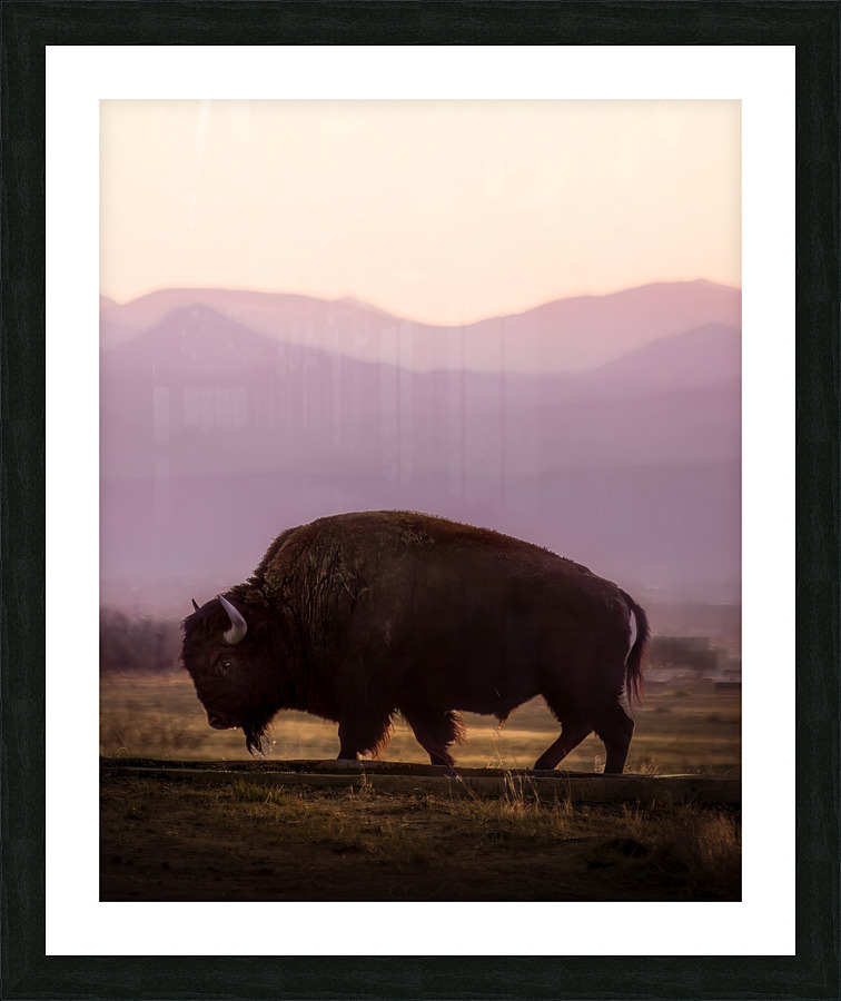 Bison enjoying a sunset Picture Frame print