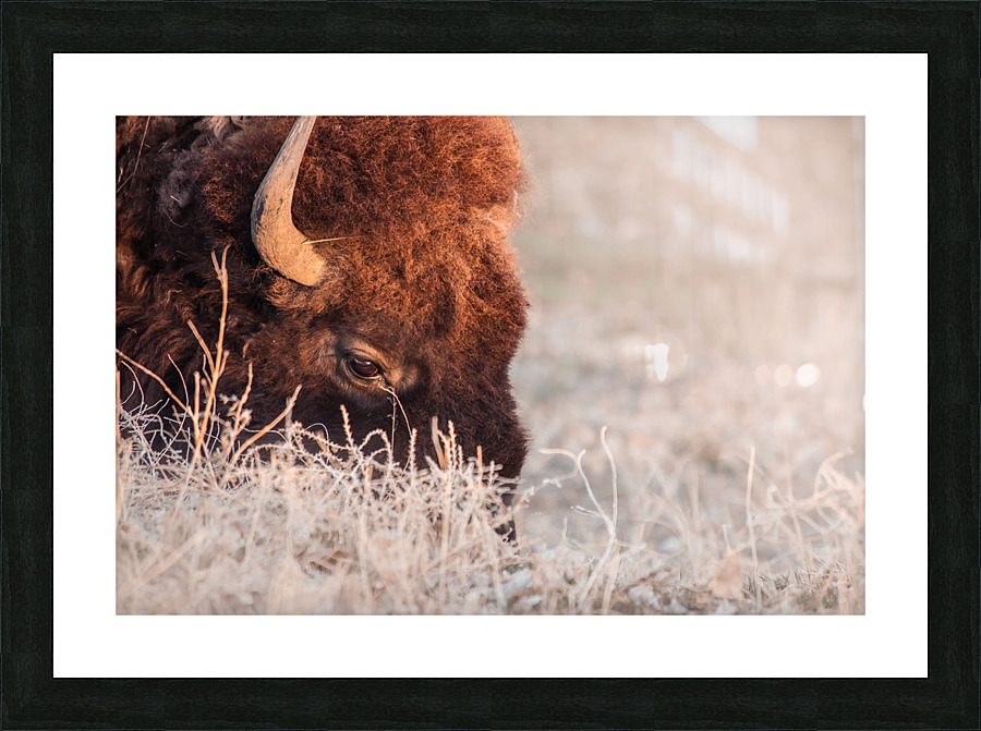 Bison on a grazing binder  Framed Print Print