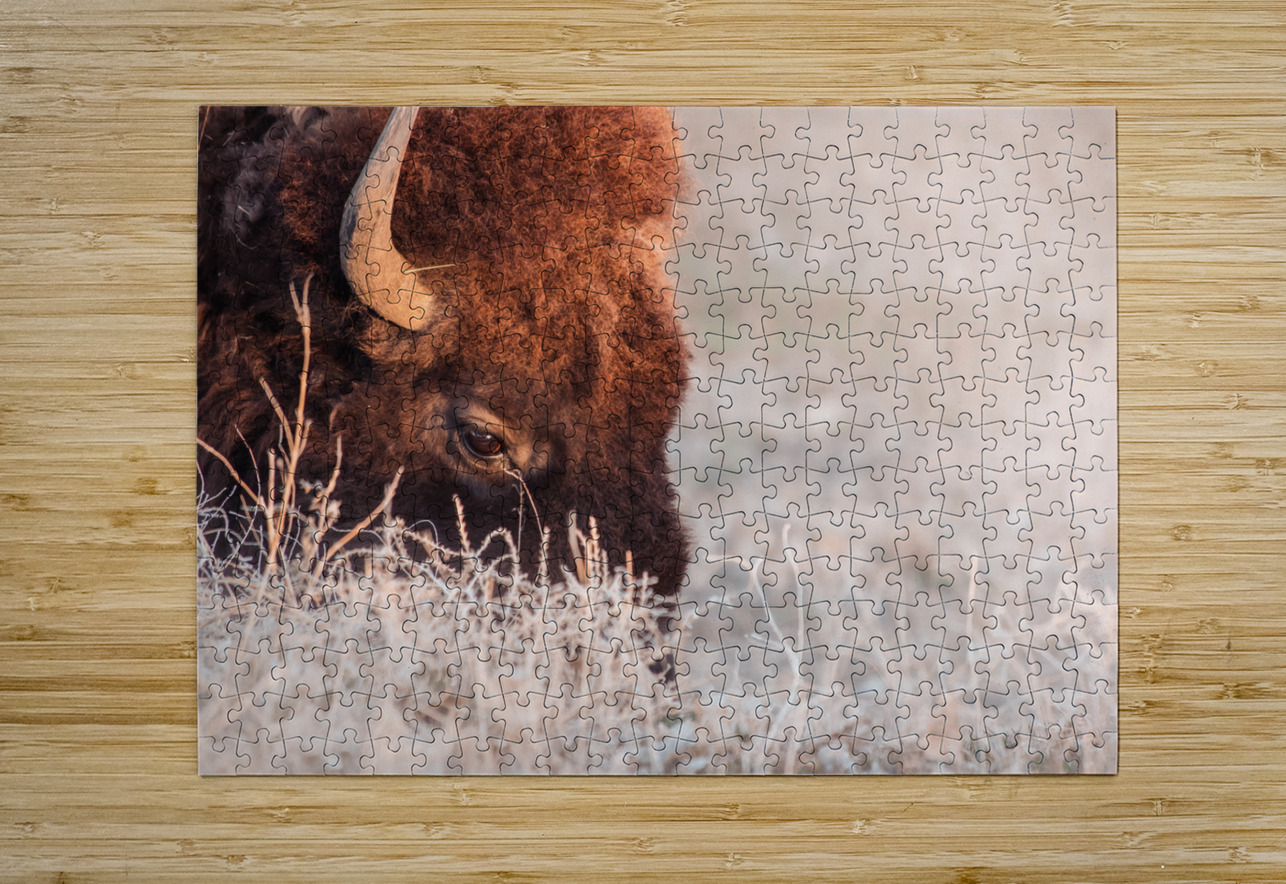 Bison on a grazing binder  HD Metal print with Floating Frame on Back