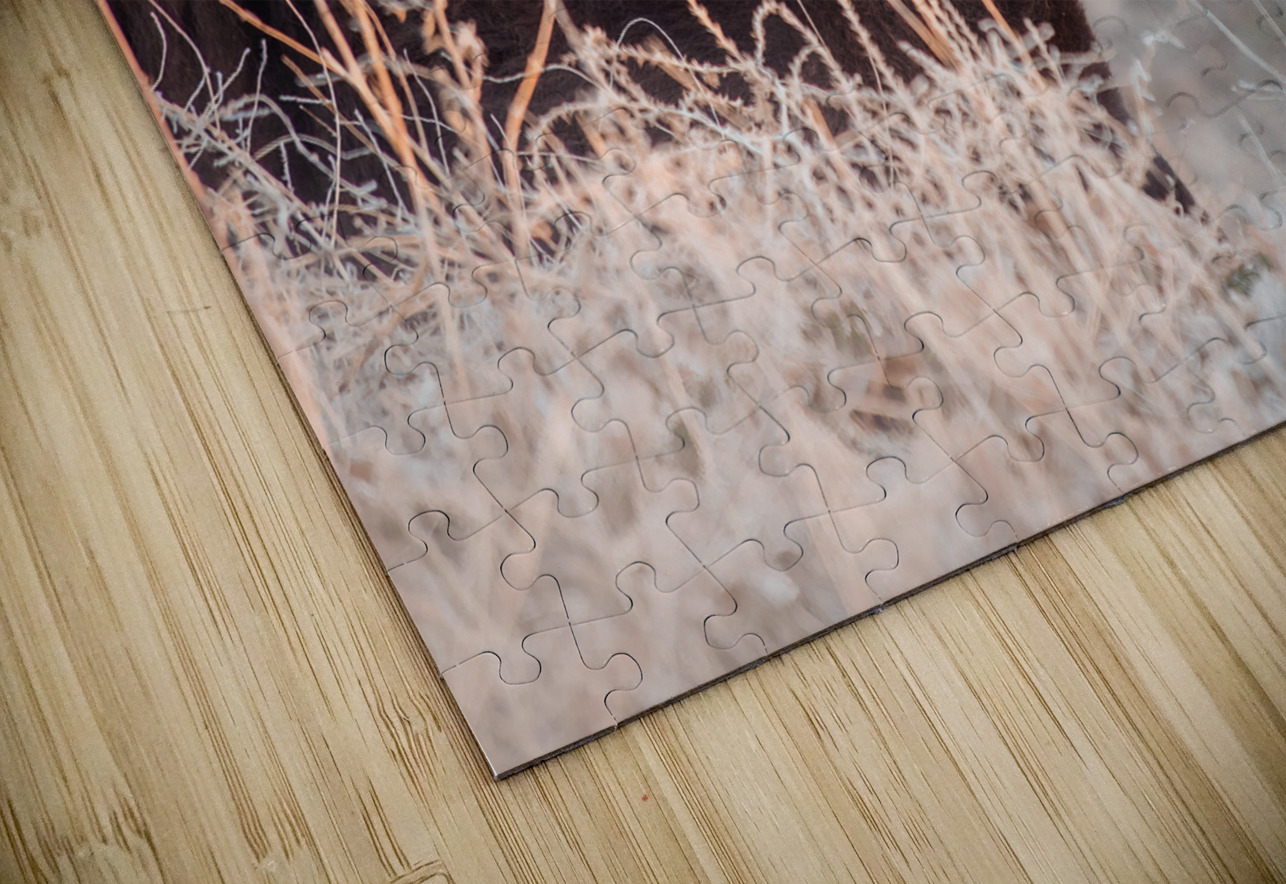 Bison on a grazing binder HD Sublimation Metal print
