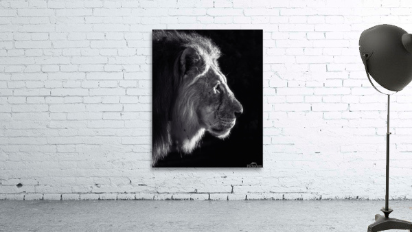 Black and white lion profile