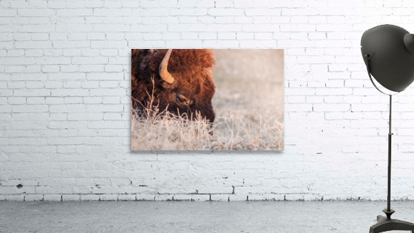 Bison on a grazing binder by Dayton O Donnell
