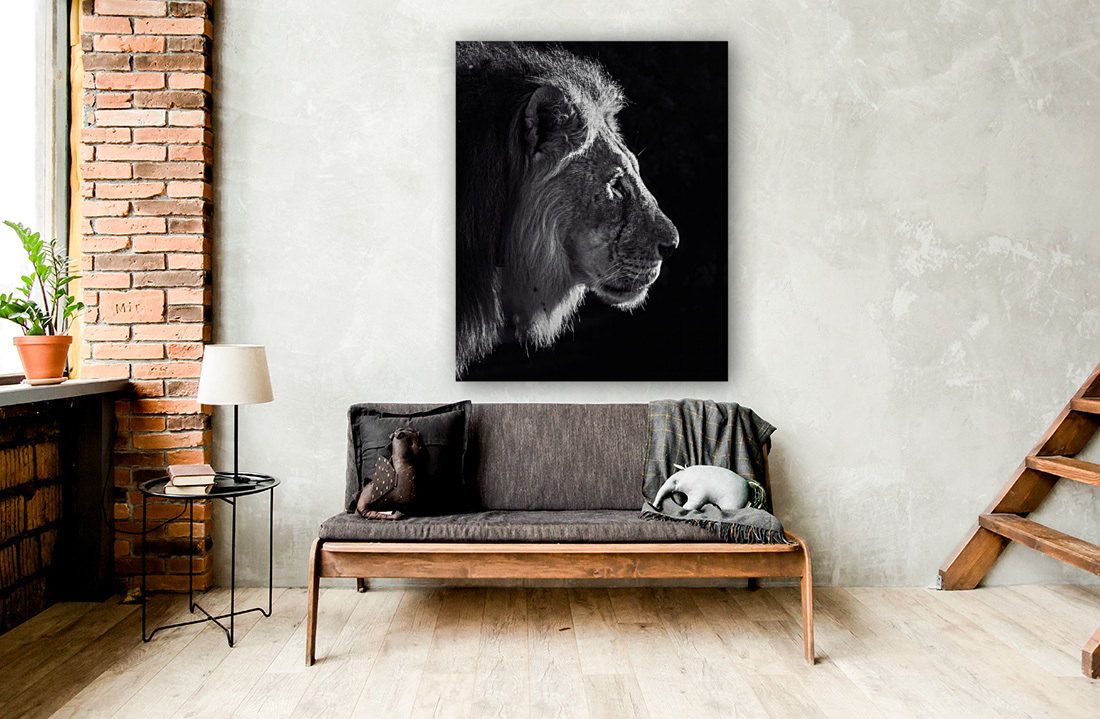Black and white lion profile  Art
