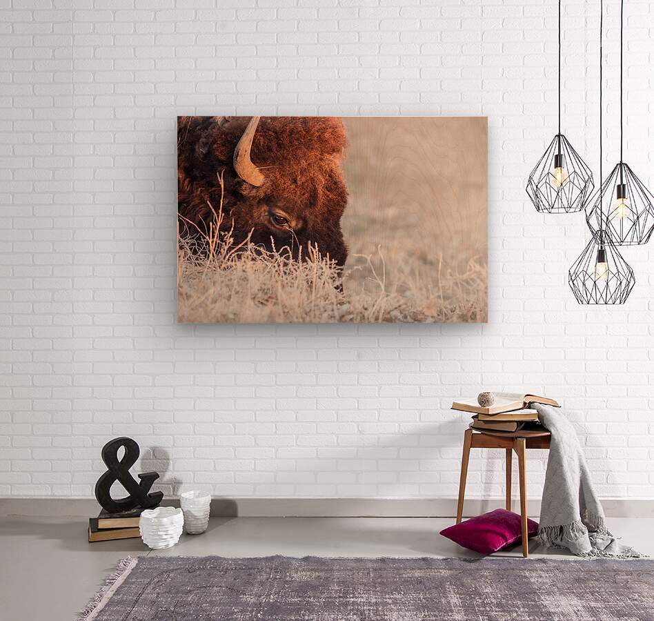Bison on a grazing binder  Wood print