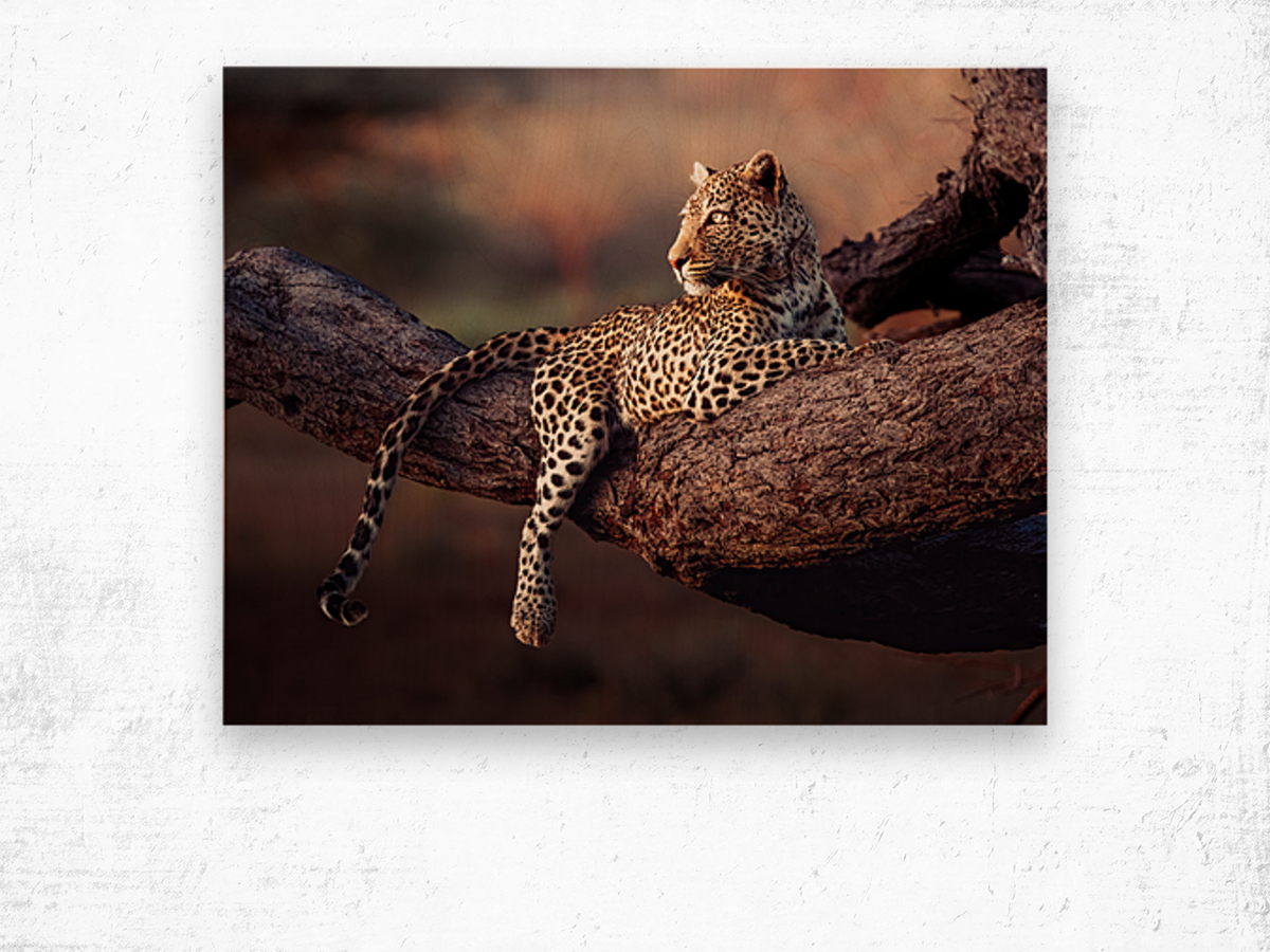 Honey the Leopard chillin at sunset Wood print