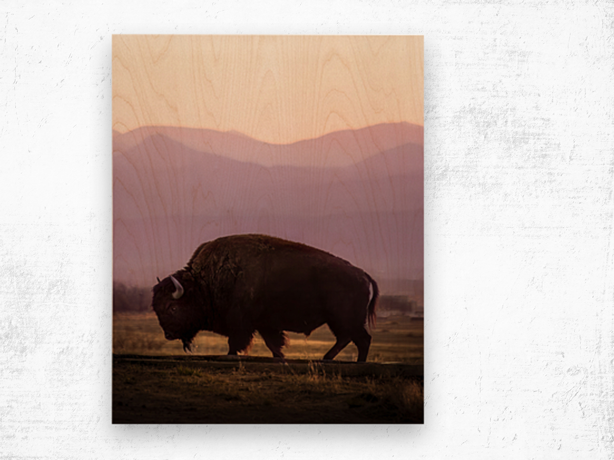 Bison enjoying a sunset Wood print