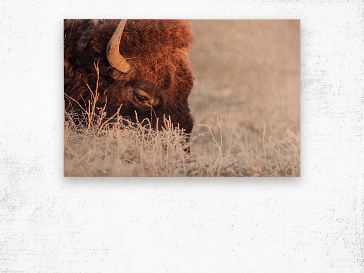 Bison on a grazing binder Wood print